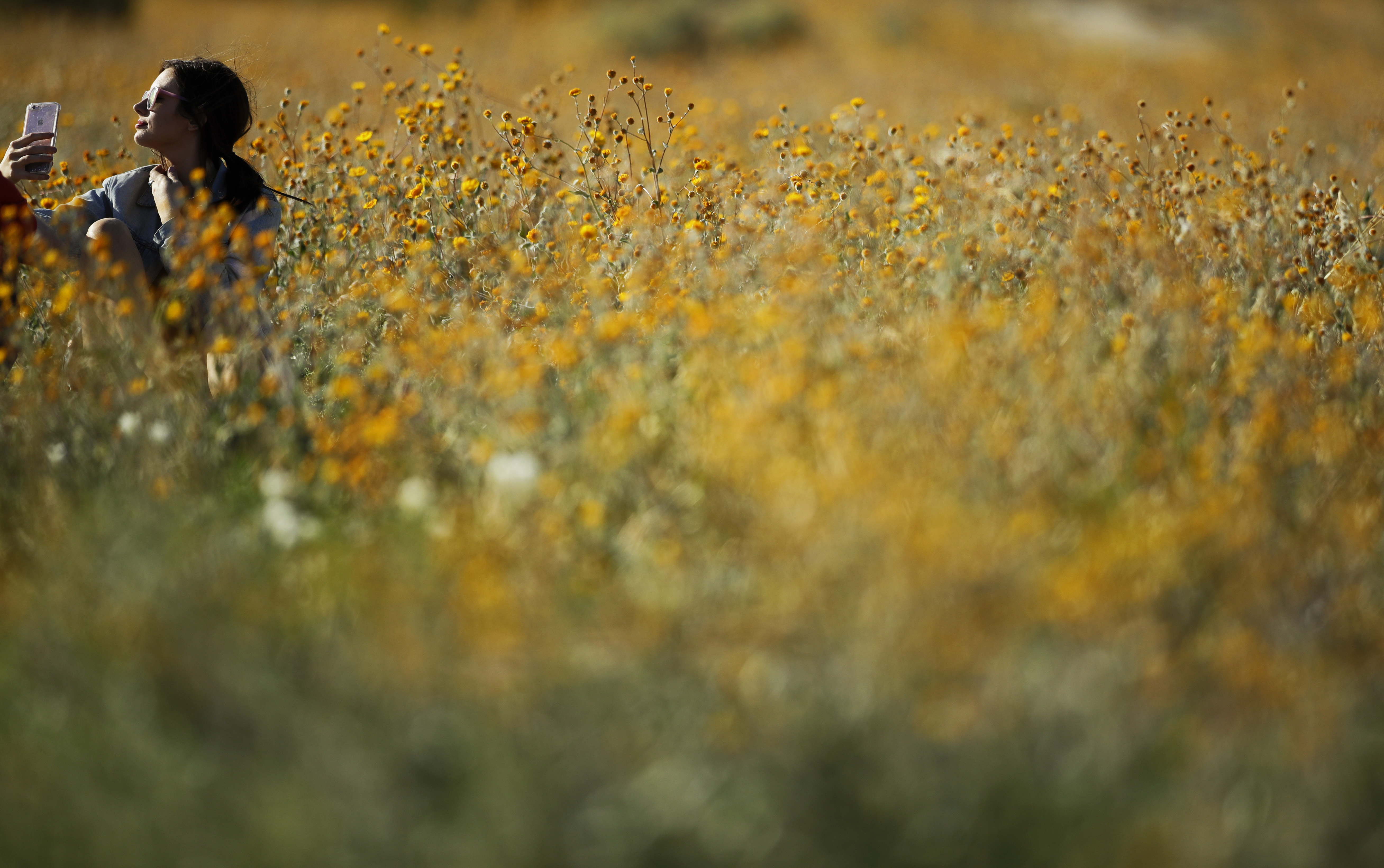 California's desert wildflower explosion draws record crowds
