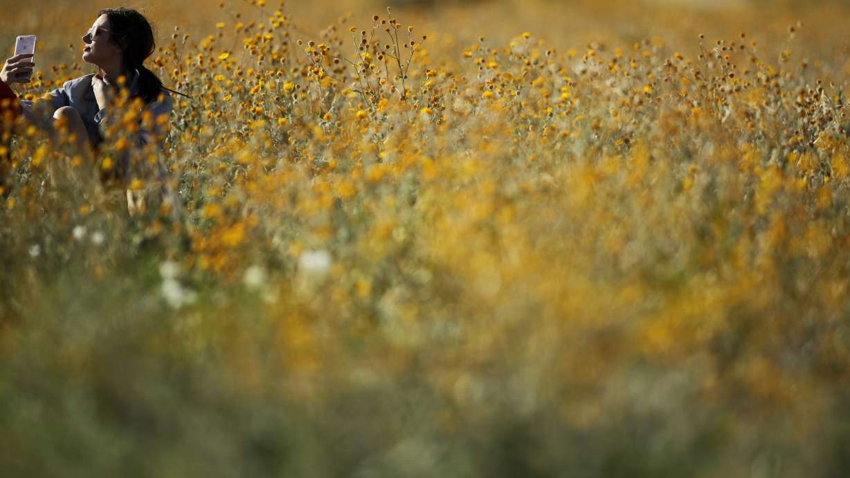 California's desert wildflower explosion draws record crowds