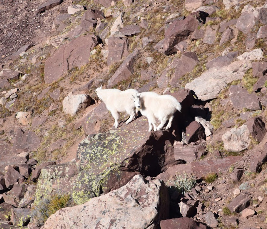 Photo credit: Randall Thacker, Utah Division of Wildlife Resources