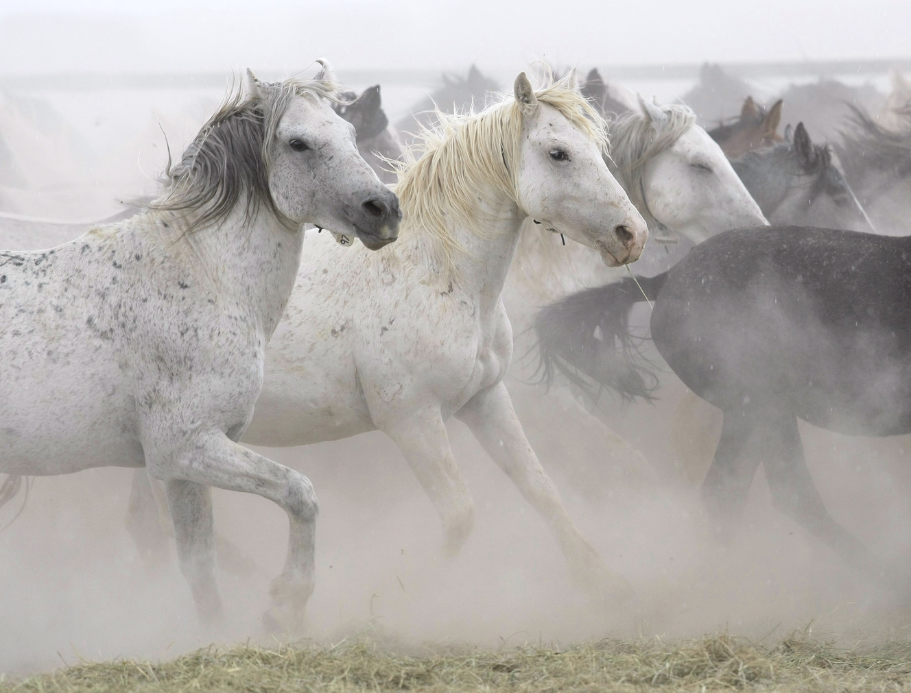 Suspected equine distemper at Axtell ranch leads to quarantine of wild horses
