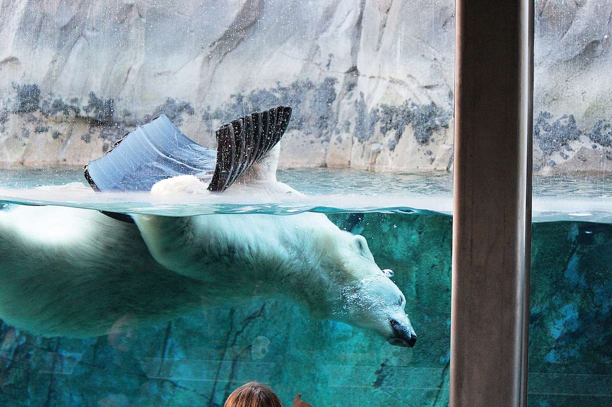 Rizzo, Hogle Zoo's polar bear, plays in her pool on Feb. 14, 2014. The bear was diagnosed with kidney failure on Saturday, April 8, 2017. (Photo: Heather L. Tuttle, Deseret News)