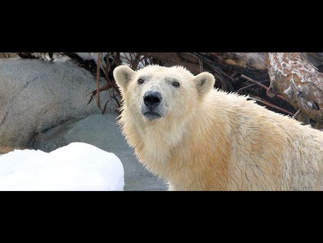 Rizzo the polar bear at her Rocky Shores exhibit. Rizzo passed away Sunday. (Photo: Utah's Hogle Zoo)