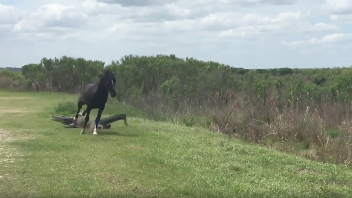 Have You Seen This? Horse attacks alligator