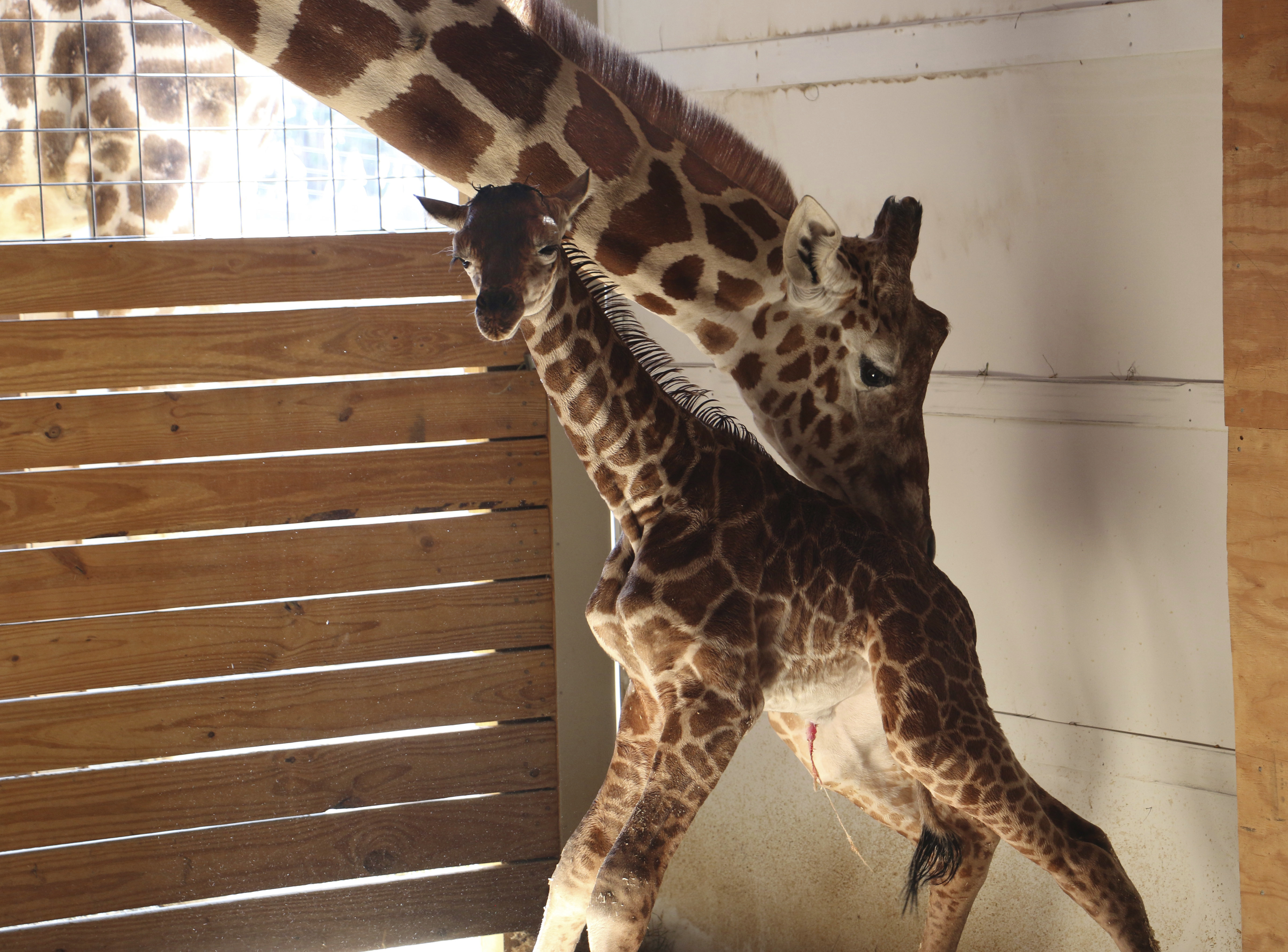 In this photo provided by Animal Adventure Park in Binghamton, N.Y., a giraffe named April stands with her new calf on Saturday, April 15, 2017. Her birth was broadcast to an online audience of more than a million viewers. (Animal Adventure Park via AP)