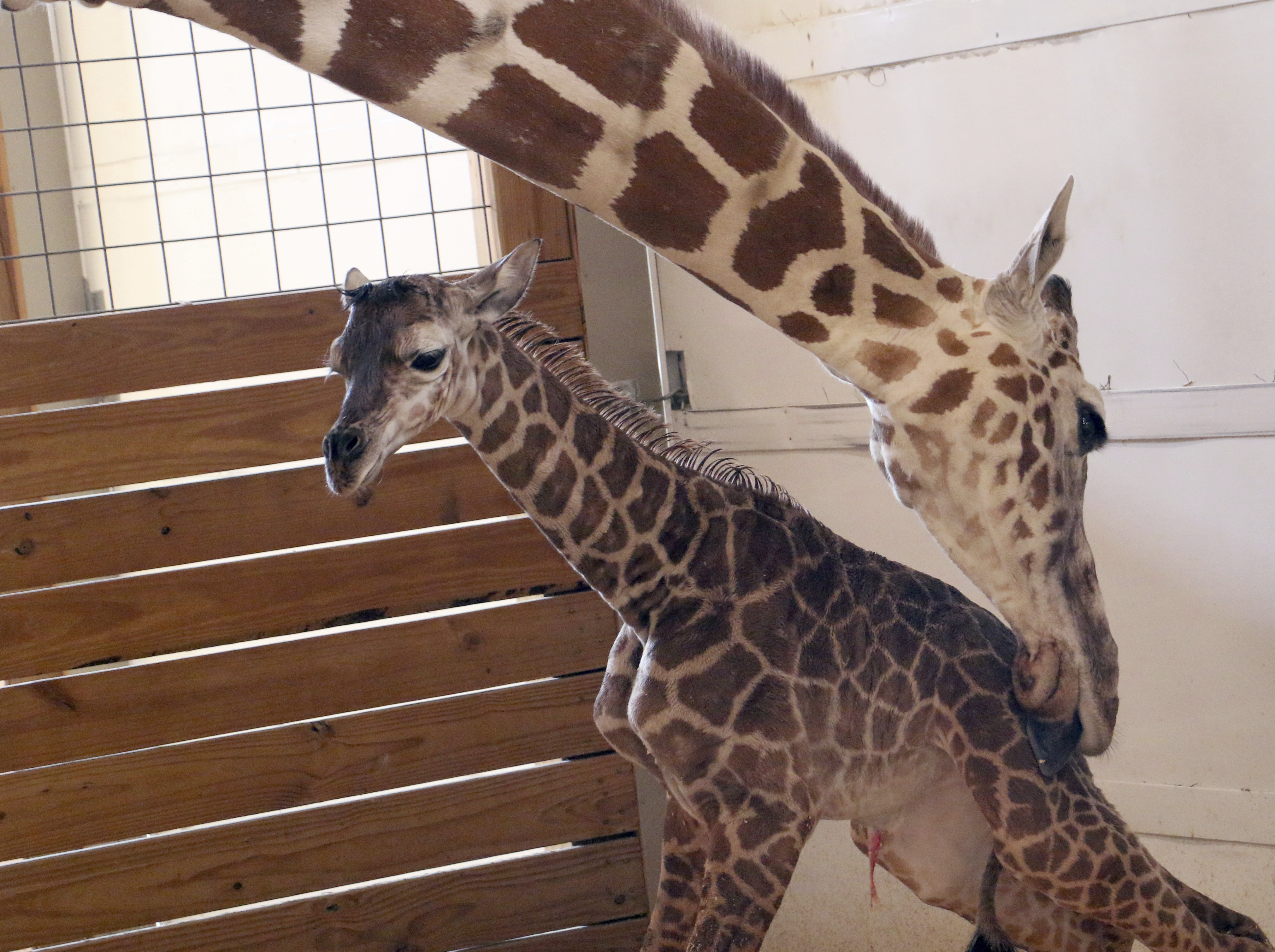 He's how tall? Birth stats out for April the giraffe's calf