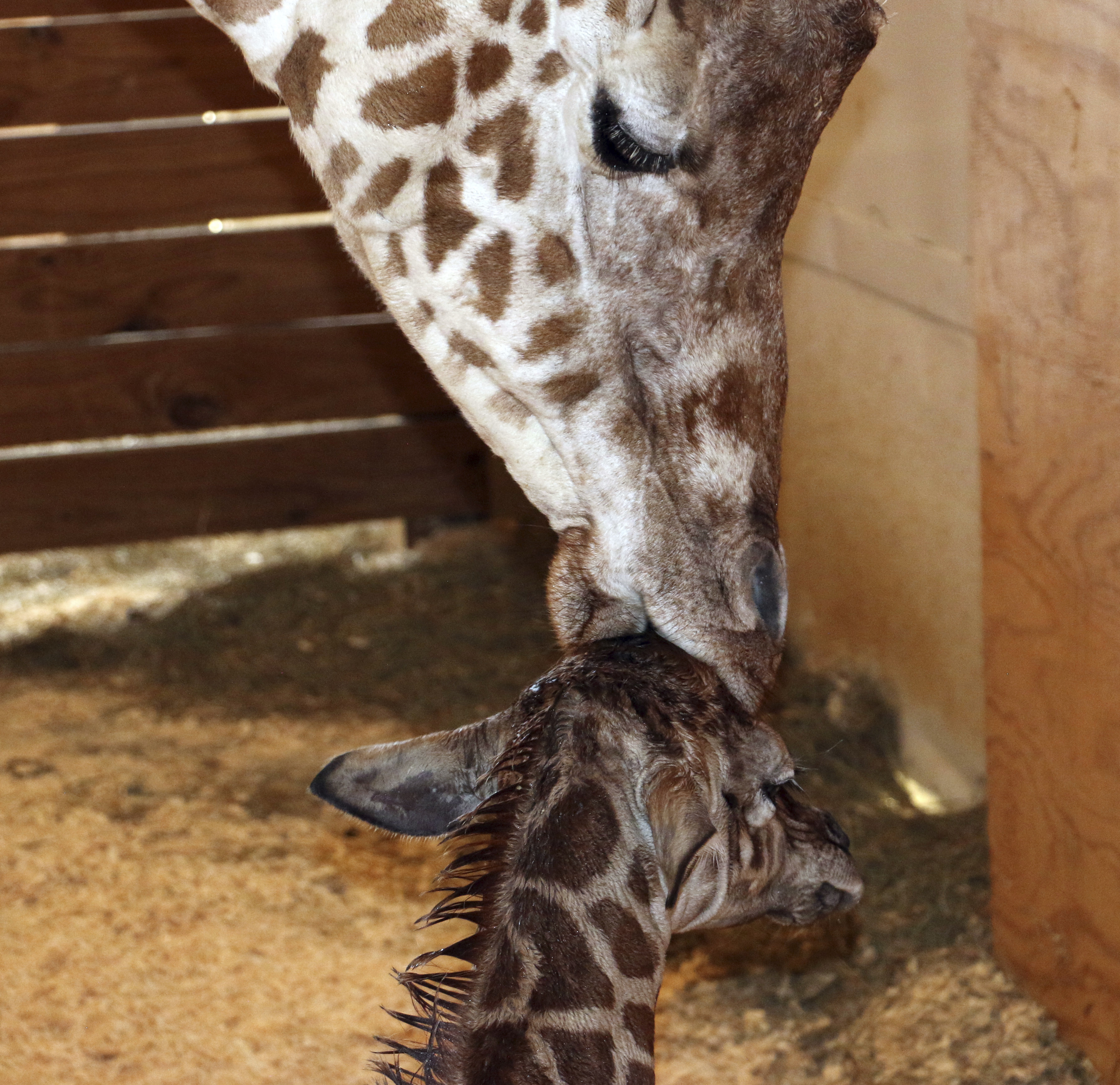 5 things to know about April the giraffe and her calf