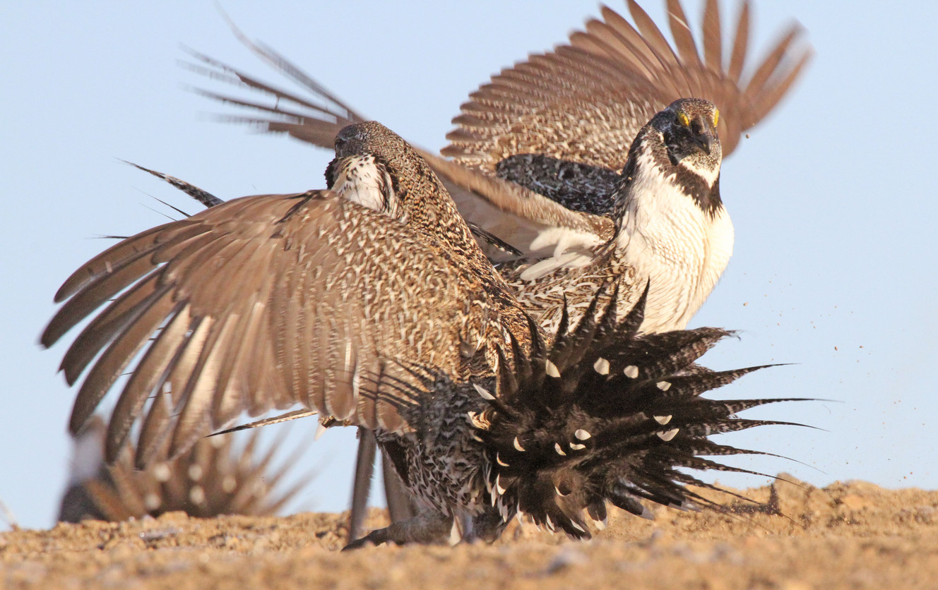 Male greater sage grouse fight. (Photo: Scott Root)