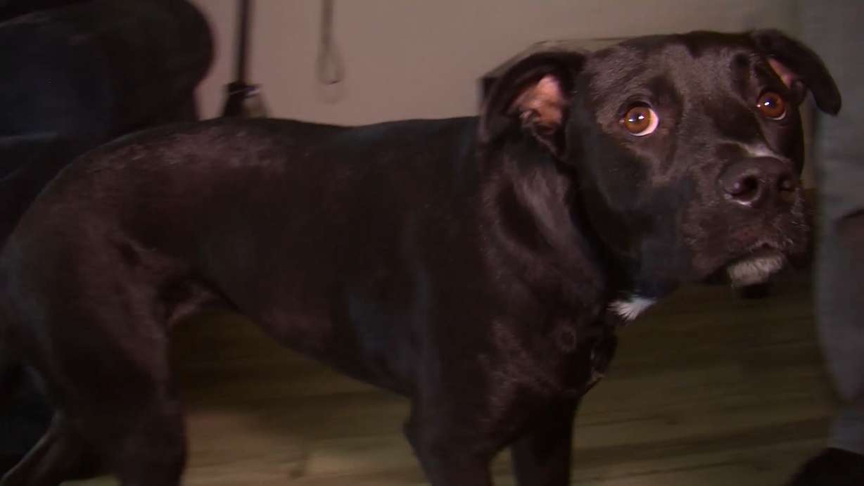Logan Young's black Labrador retriever, Sydney, was treated by a veterinarian for multiple dog bites after she was attacked by a neighbor's dog inside Young's Orem apartment Sunday, April 16, 2017. (Photo: Sam Penrod, KSL TV)