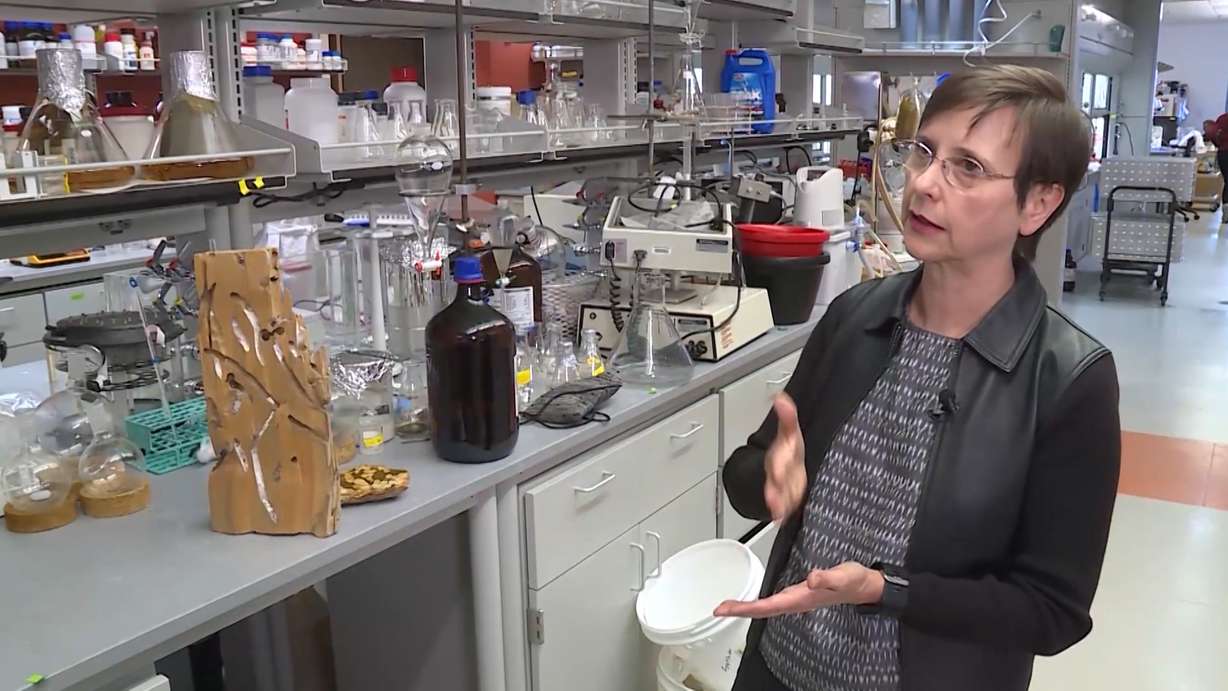 Margo Haygood, research professor in medicinal chemistry at the University of Utah College of Pharmacy. Photo: Steve Breinholt, KSL TV