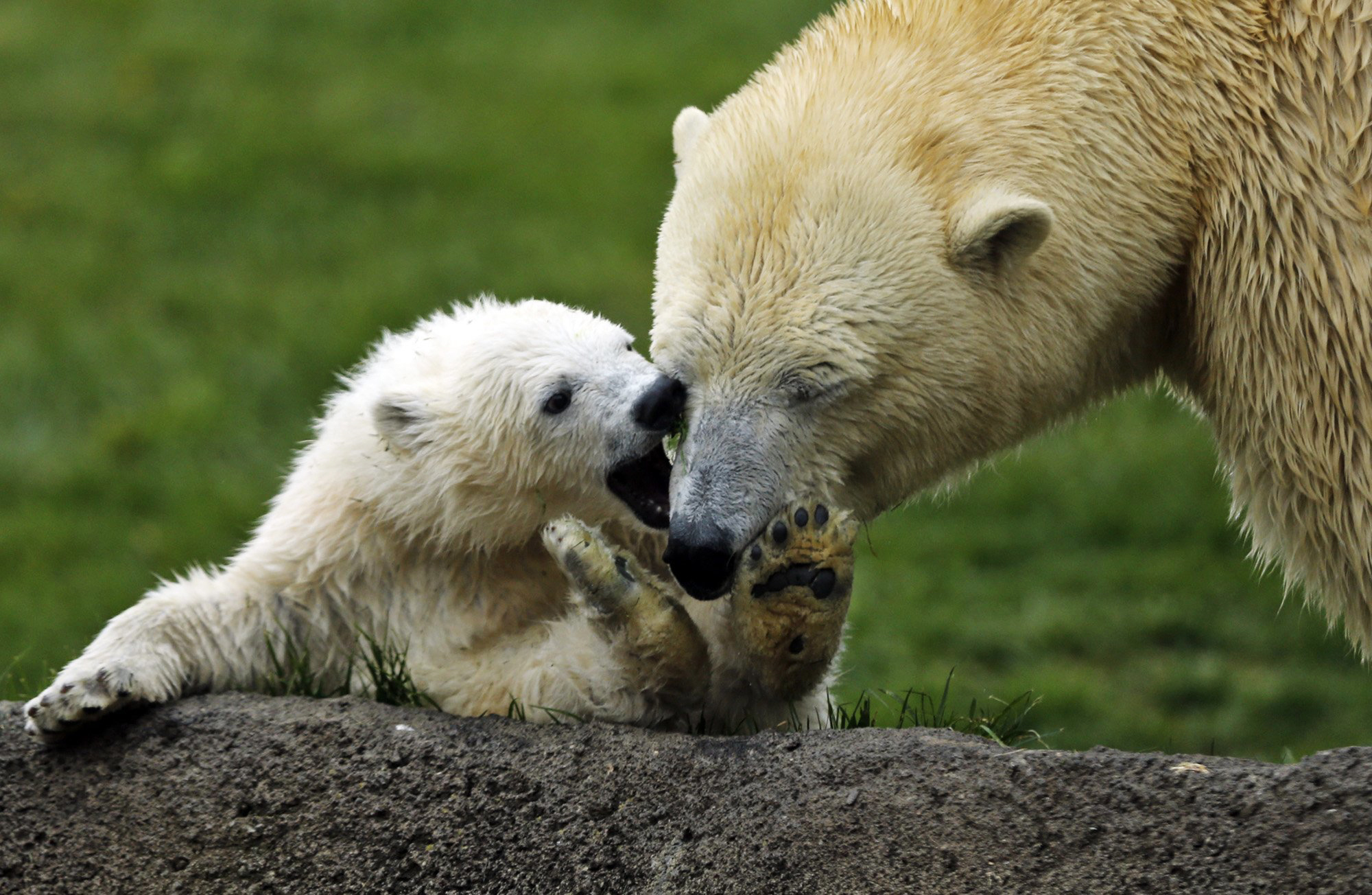 1 of 3 new polar bear cubs makes public debut at Ohio zoo
