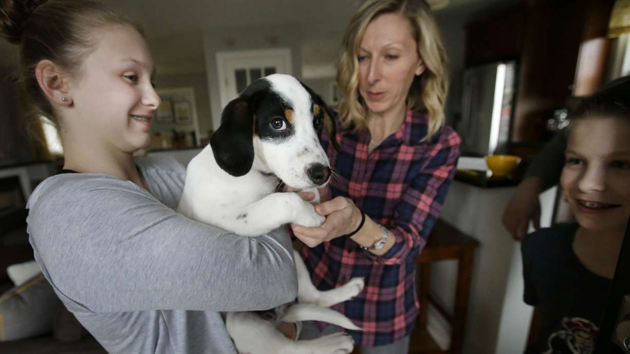 Match for mutts? New website helps people adopt the best dog
