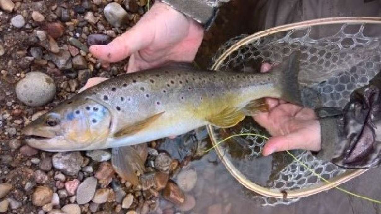 Tips for fly fishing during the spring runoff