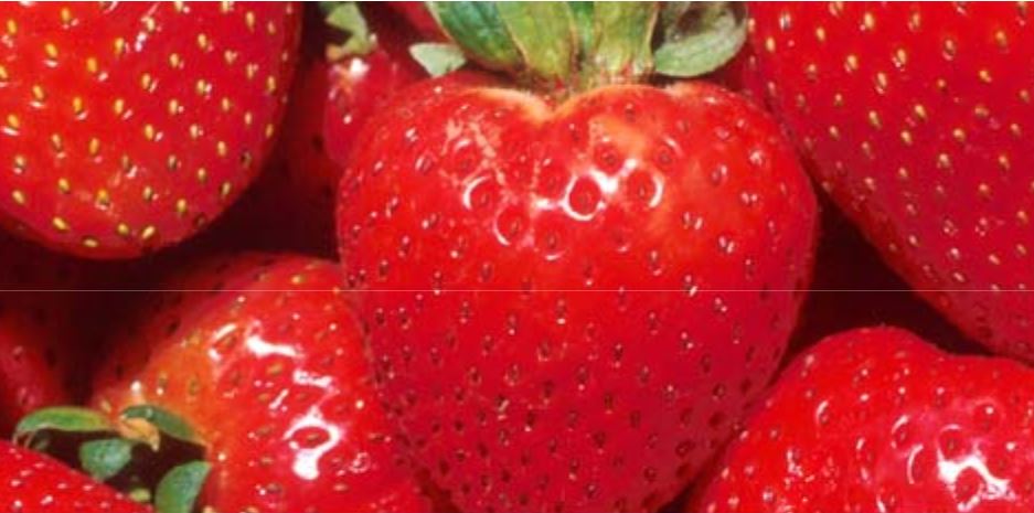 Strawberries in the Garden