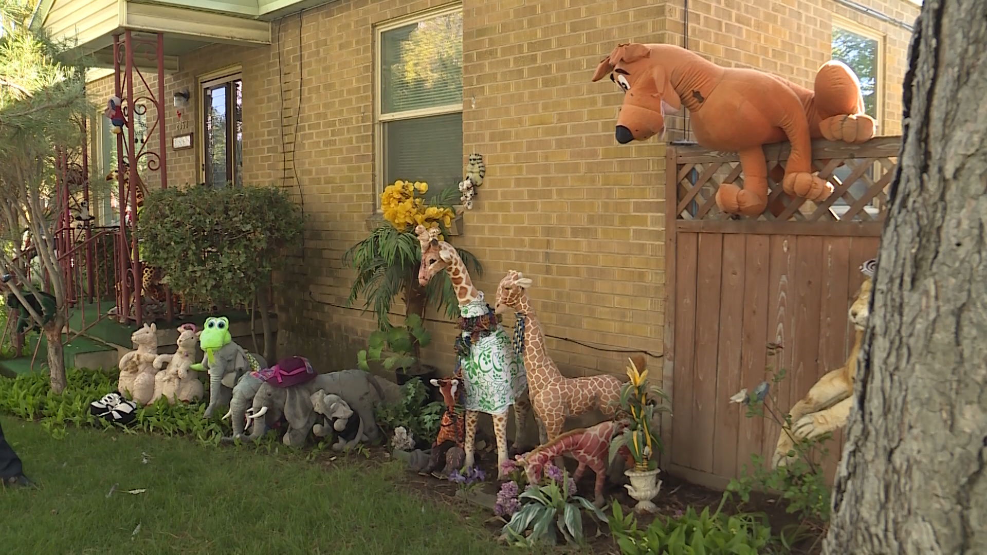 Dolly Pitts began displaying stuffed animals around her yard to mark the 40th year she lived in her home near 1500 E. Crandall Ave. in Salt Lake City. Four years later, hundreds of toy creatures now perch throughout Pitts’ property, serving as an attraction to children and others who come to the area looking for pictures or the real story behind the yard. (Mike Bernardo, KSL TV)