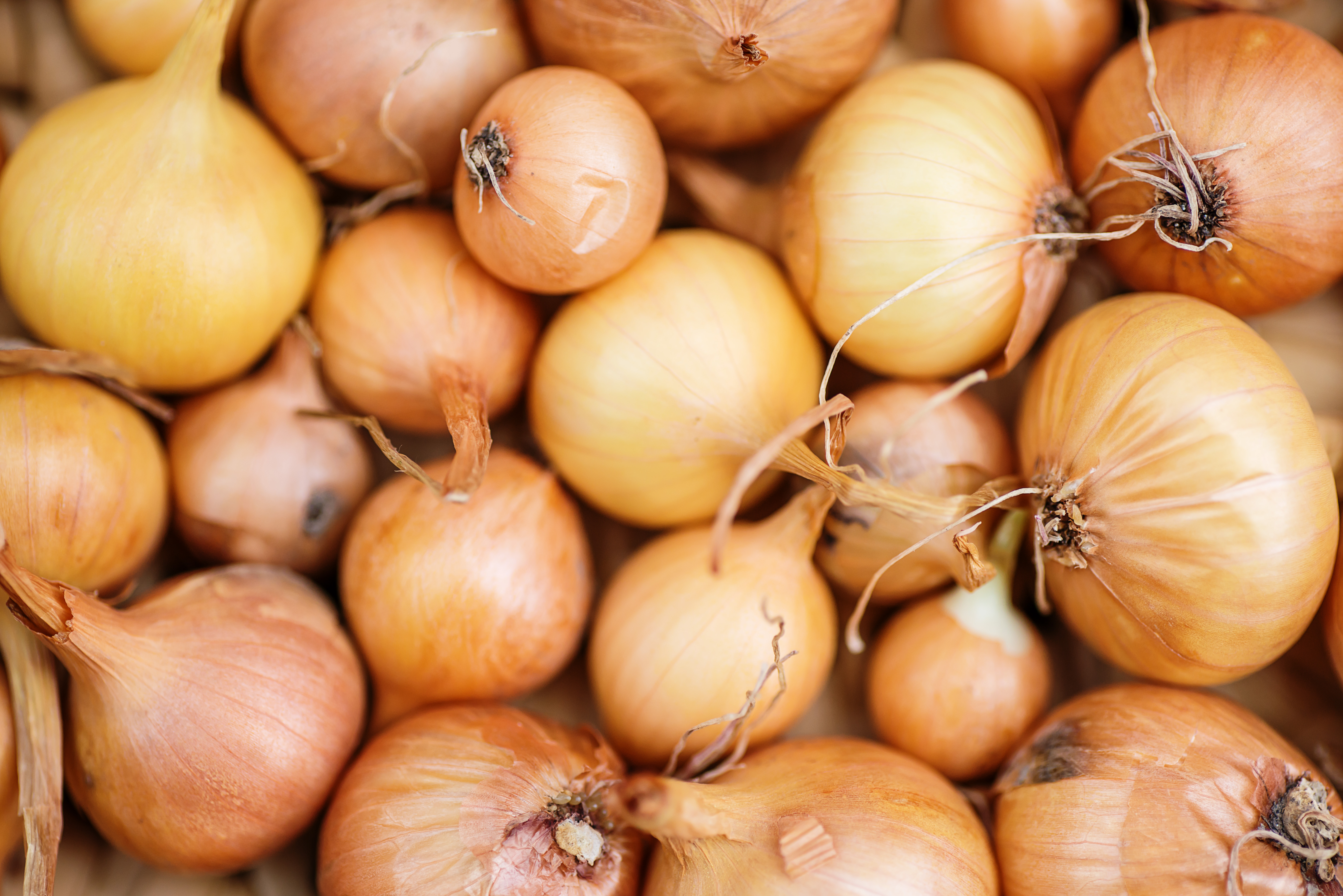 100M pounds of spoiled onions disposed of in Idaho, Oregon