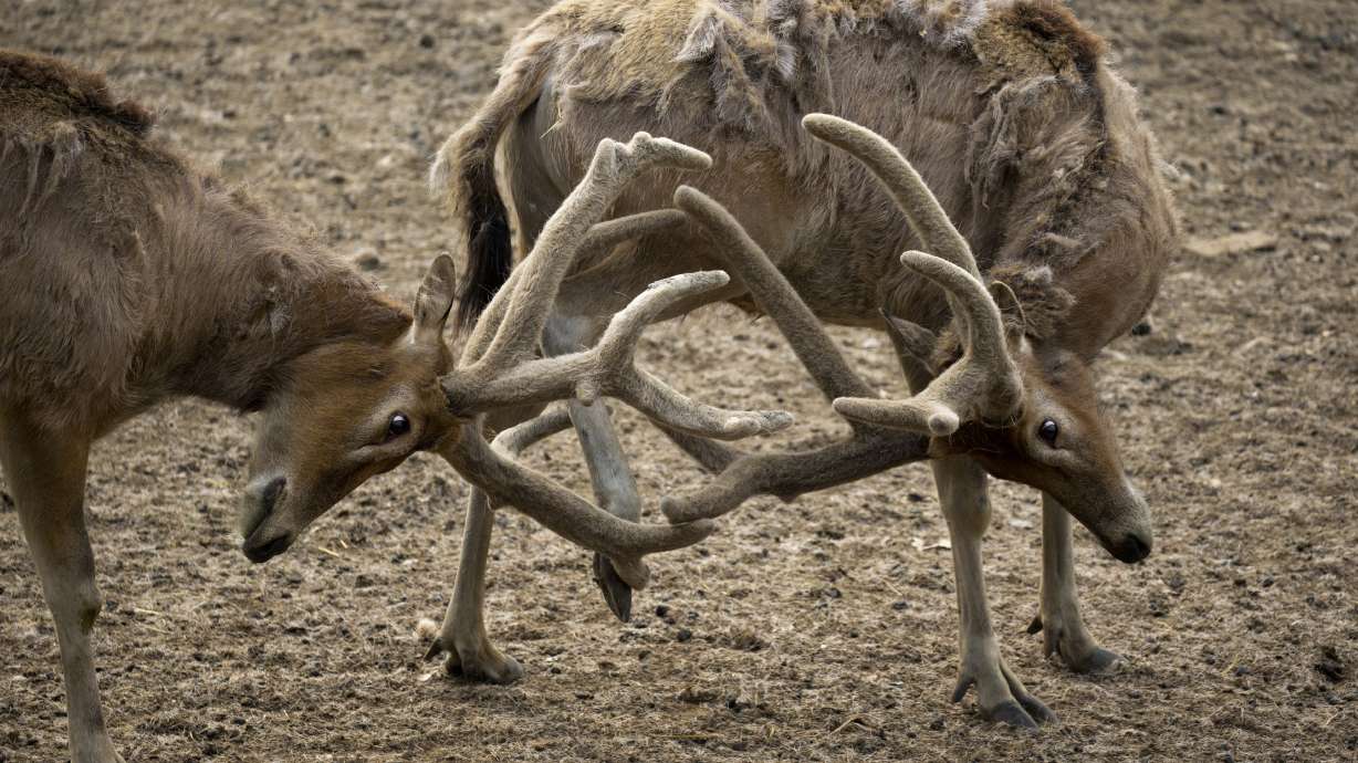 China's rare milu deer return in victory for conservation