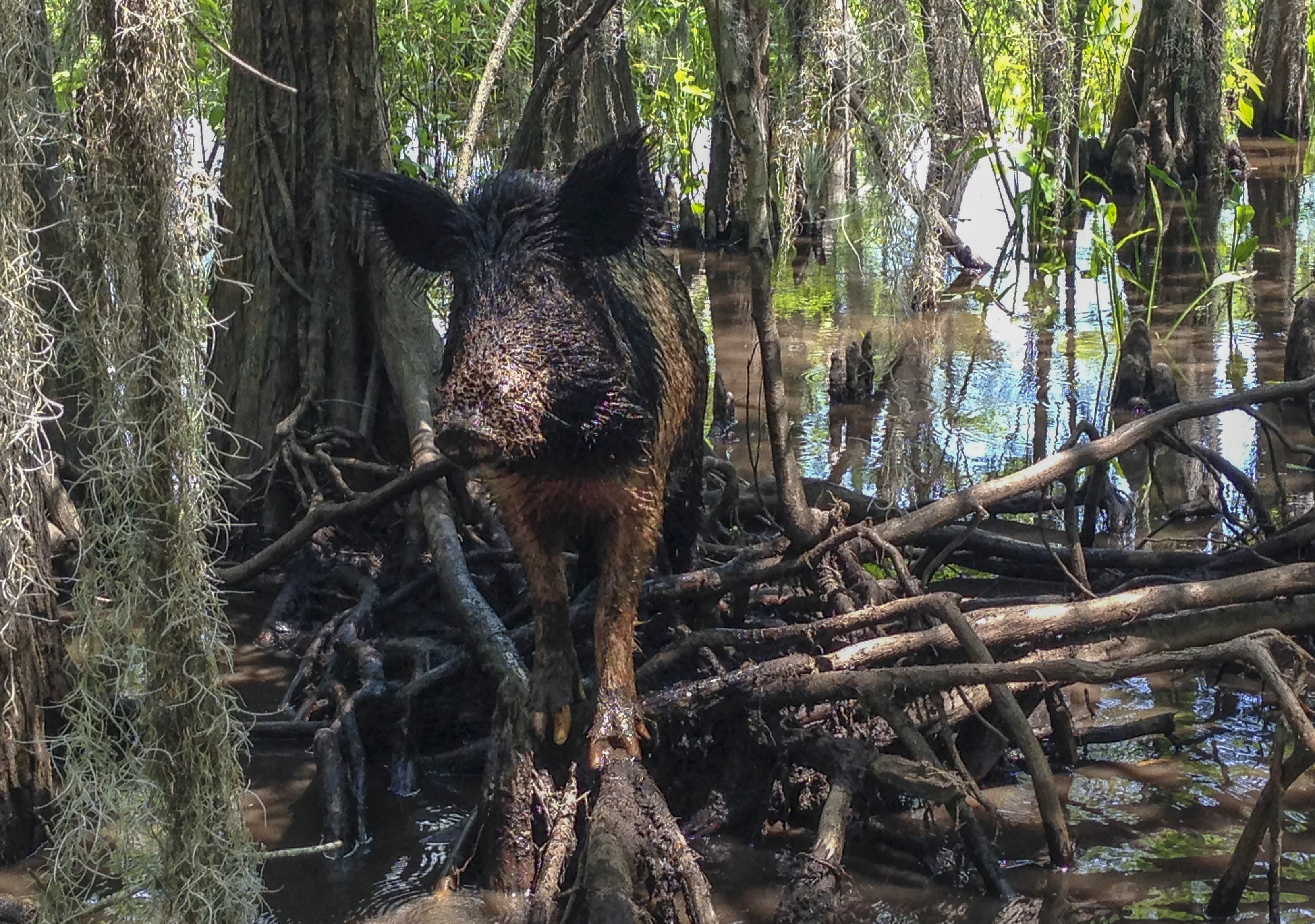 Bad beasts, good treats: Feral hog slaughterhouse takes off