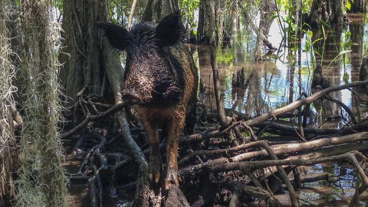 Bad beasts, good treats: Feral hog slaughterhouse takes off