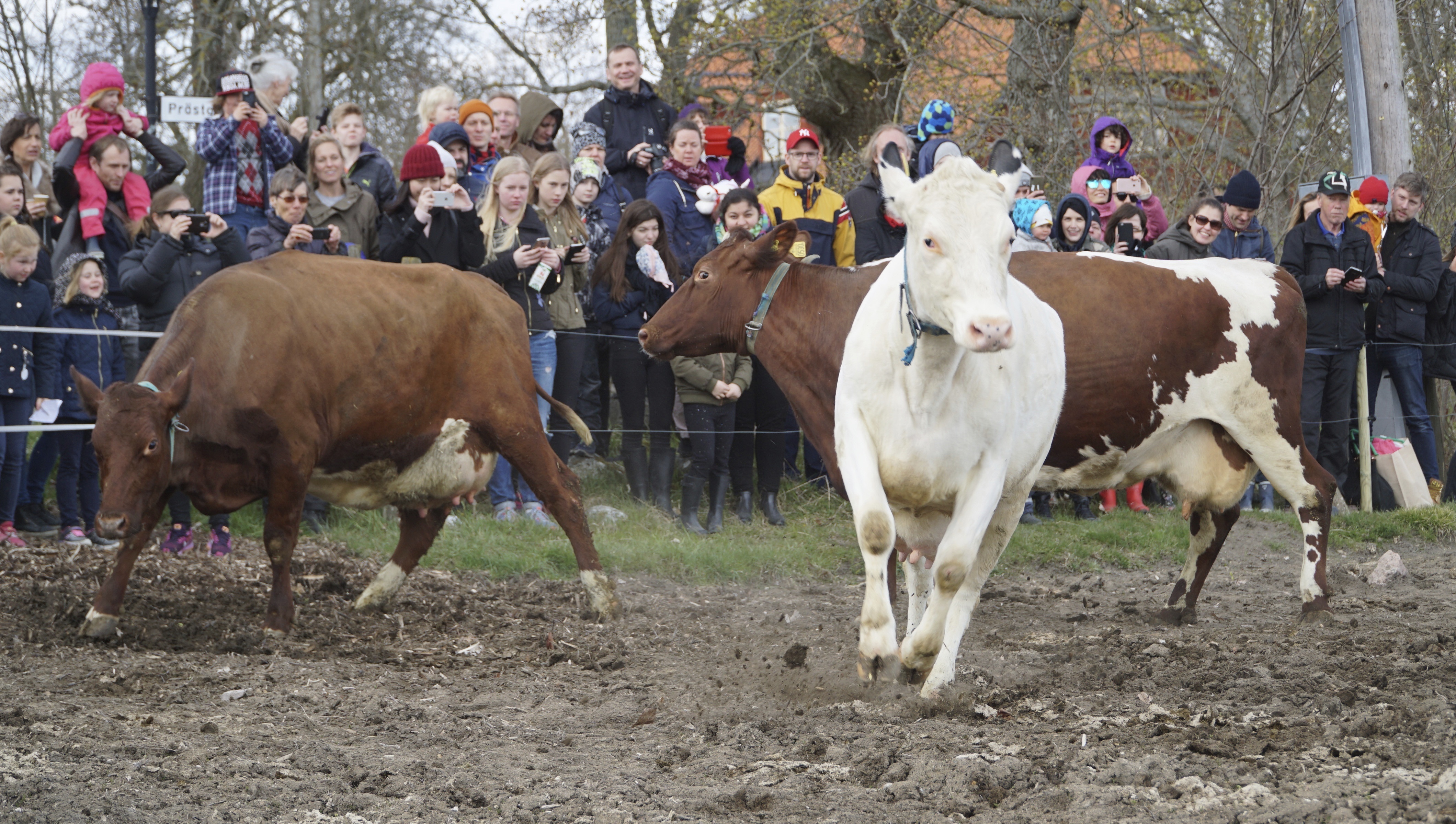 Swedish cows in a great moooo-d as summer pastures open