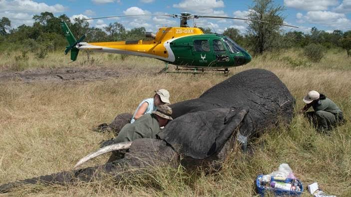 South African Anti-Poaching Task Force officers are photographed while tagging an elephant. Ogden-based International Armoring Corp. has contracted to outfit four helicopters for the task force. It's responsible for protecting South Africa’s rhino and elephant population from illegal ivory poachers. (Photo: International Armoring Corp.)