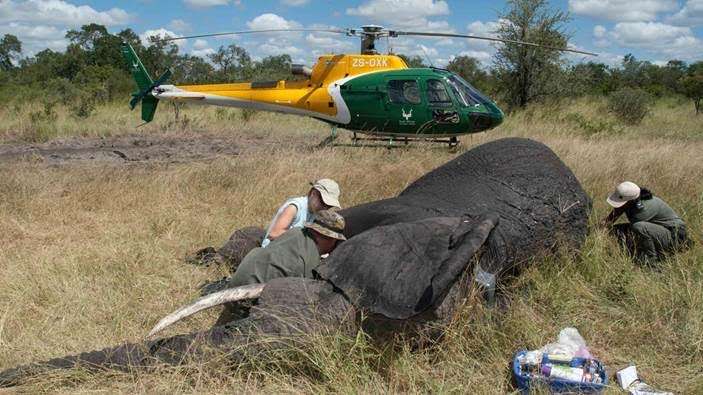South African Anti-Poaching Task Force officers are photographed while tagging an elephant. Ogden-based International Armoring Corp. has contracted to outfit four helicopters for the task force. It's responsible for protecting South Africa’s rhino and elephant population from illegal ivory poachers. (Photo: International Armoring Corp.)