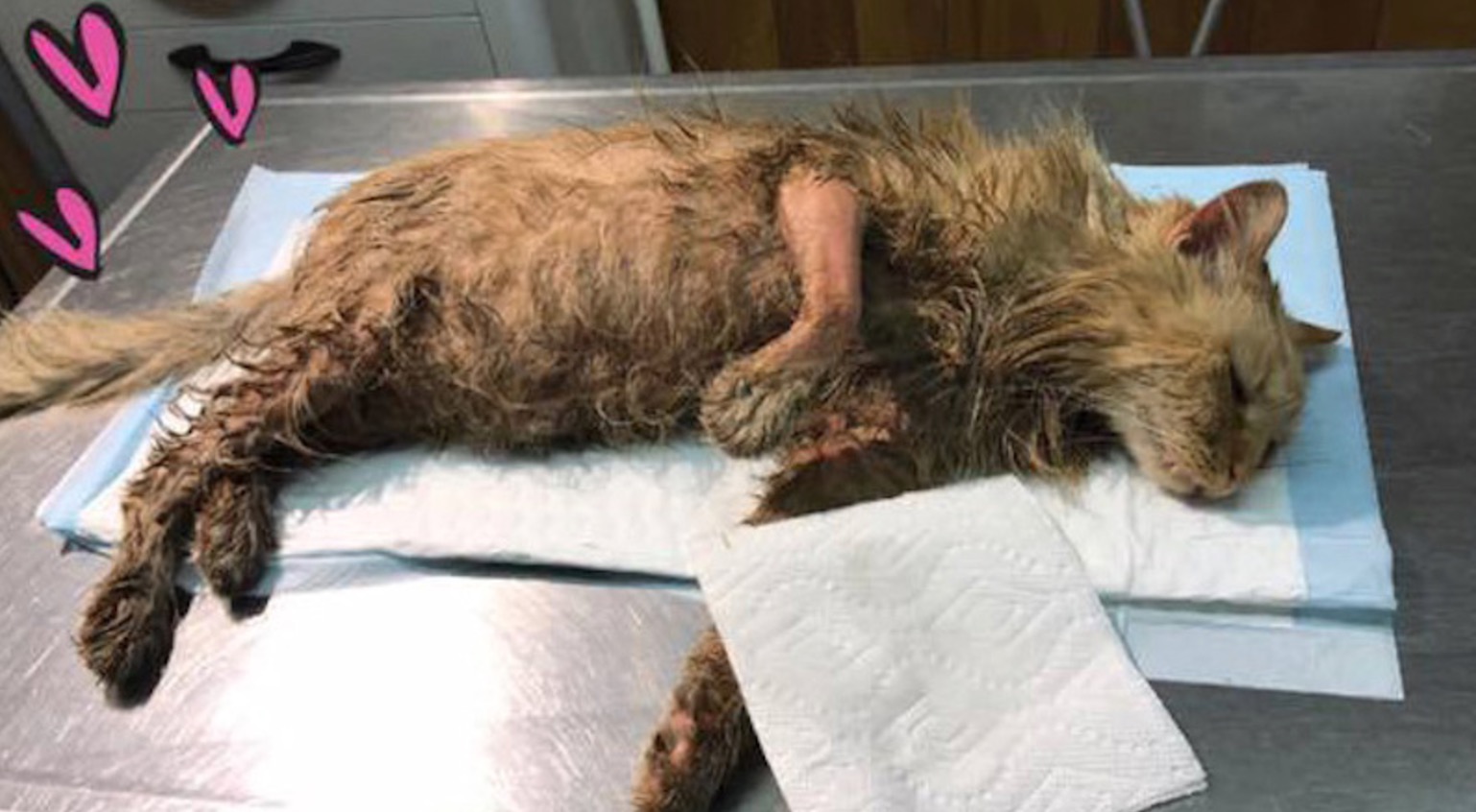 Authorities looking for answers after cat is doused in oil, left for dead