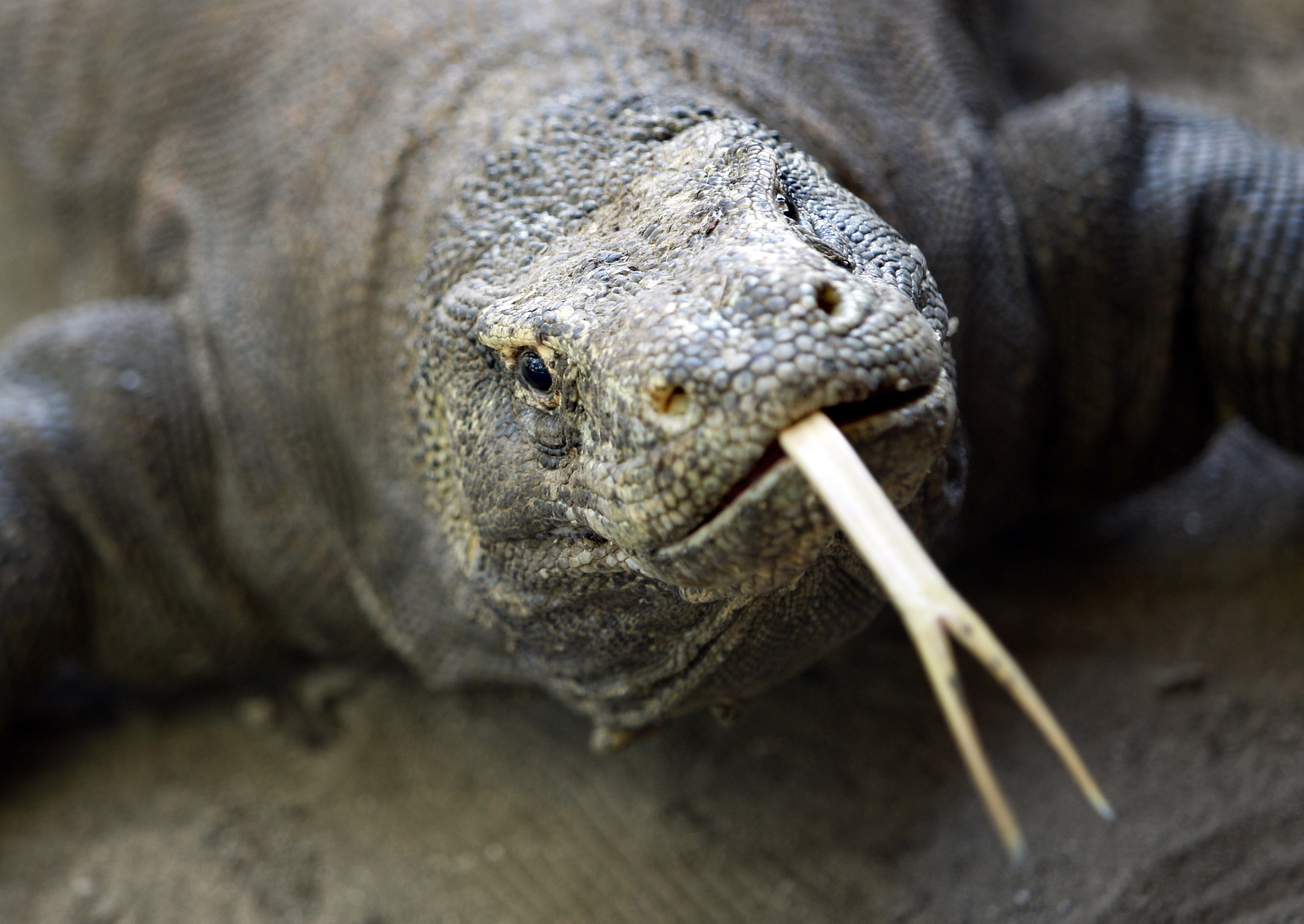 Komodo dragon bites Singaporean tourist in Indonesia