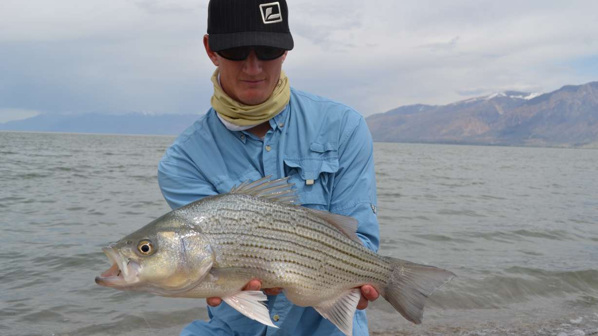 Tips for catching walleye, wipers at Willard Bay