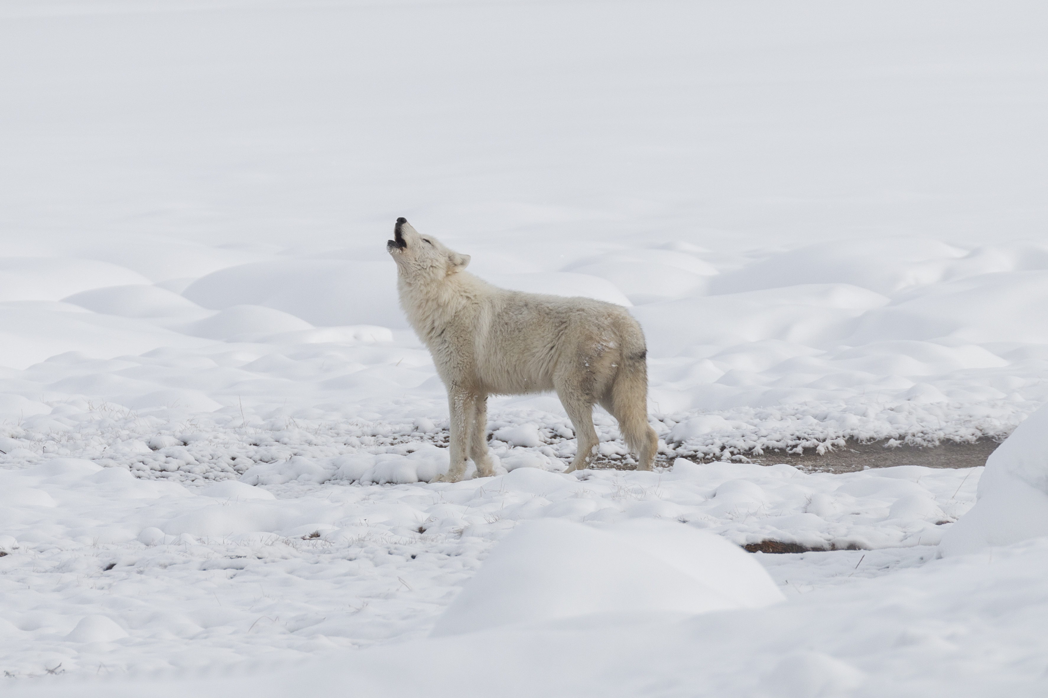 Yellowstone: White wolf was shot; $5,000 reward offered