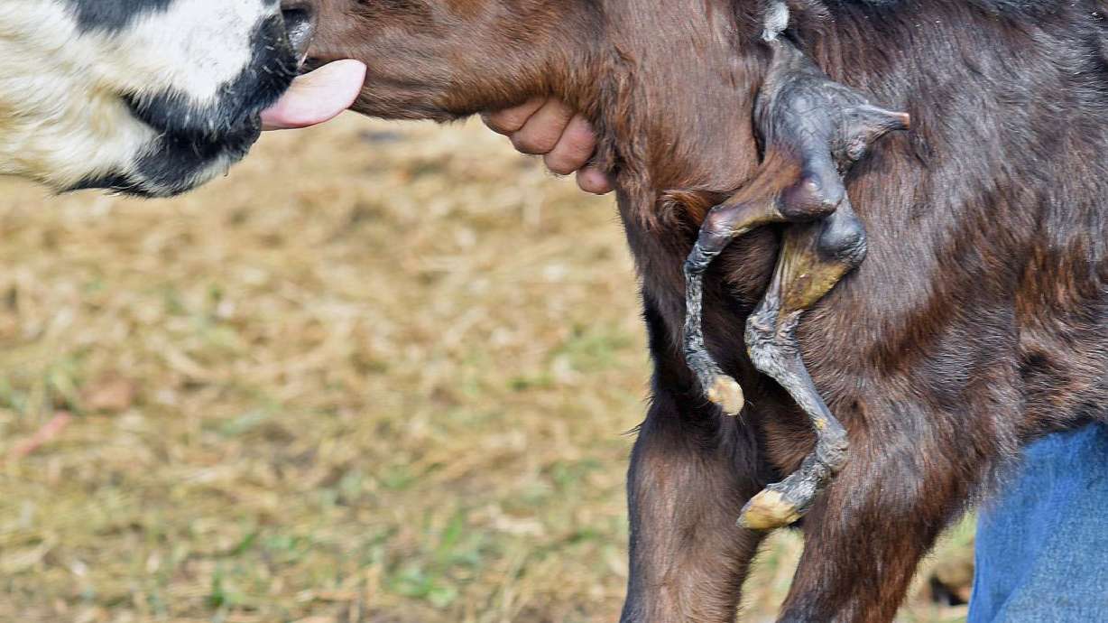 Calf born at North Dakota ranch has 2 extra limbs