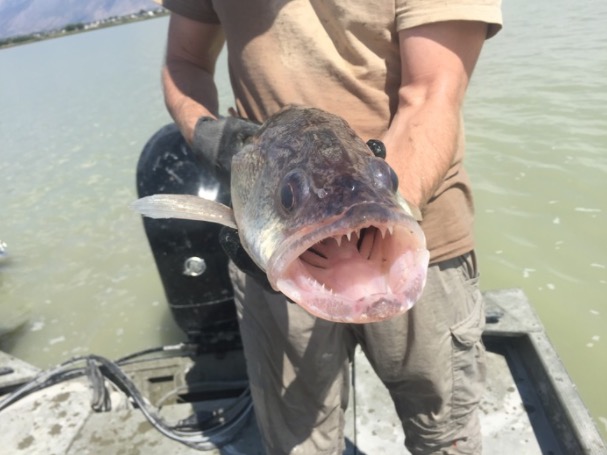 The ultimate Utah summer fly fishing road trip