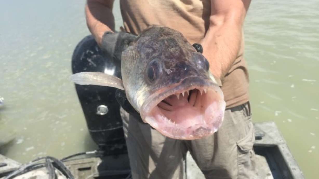 Fish for free throughout Utah on Saturday