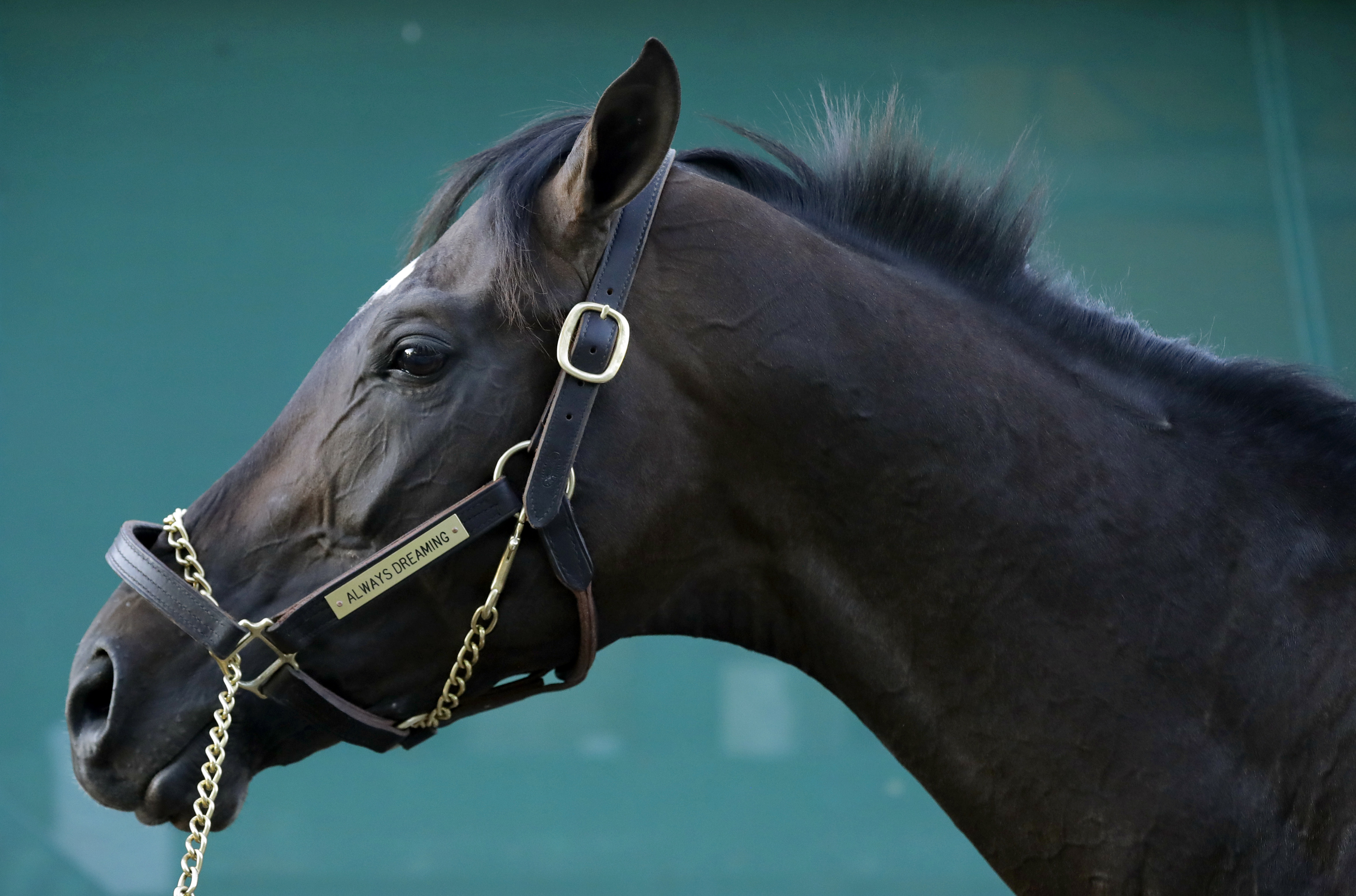 Kentucky Derby winner Always Dreaming gets rambunctious