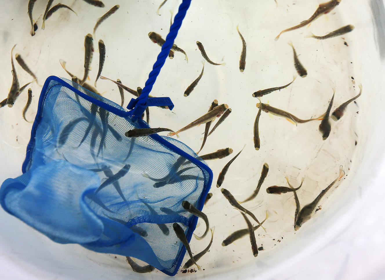 Small trout swim in a bucket as students from Highmark Charter School in South Weber come to Adams Reservoir in Layton to release them on Monday, May 15, 2017. (Photo: Scott G Winterton, Deseret News)