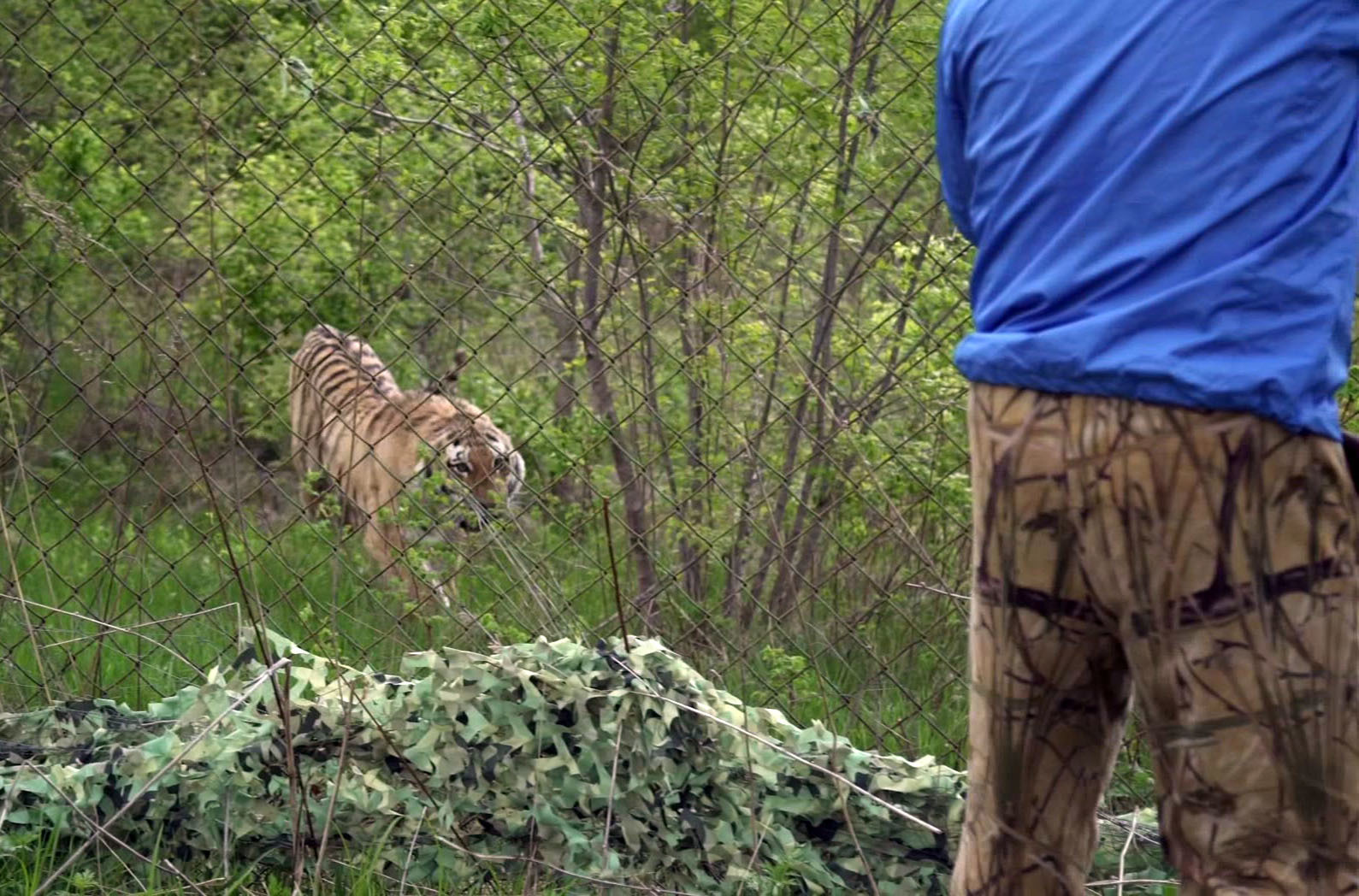 Siberian tiger that terrified Vladivostok gets new wild home