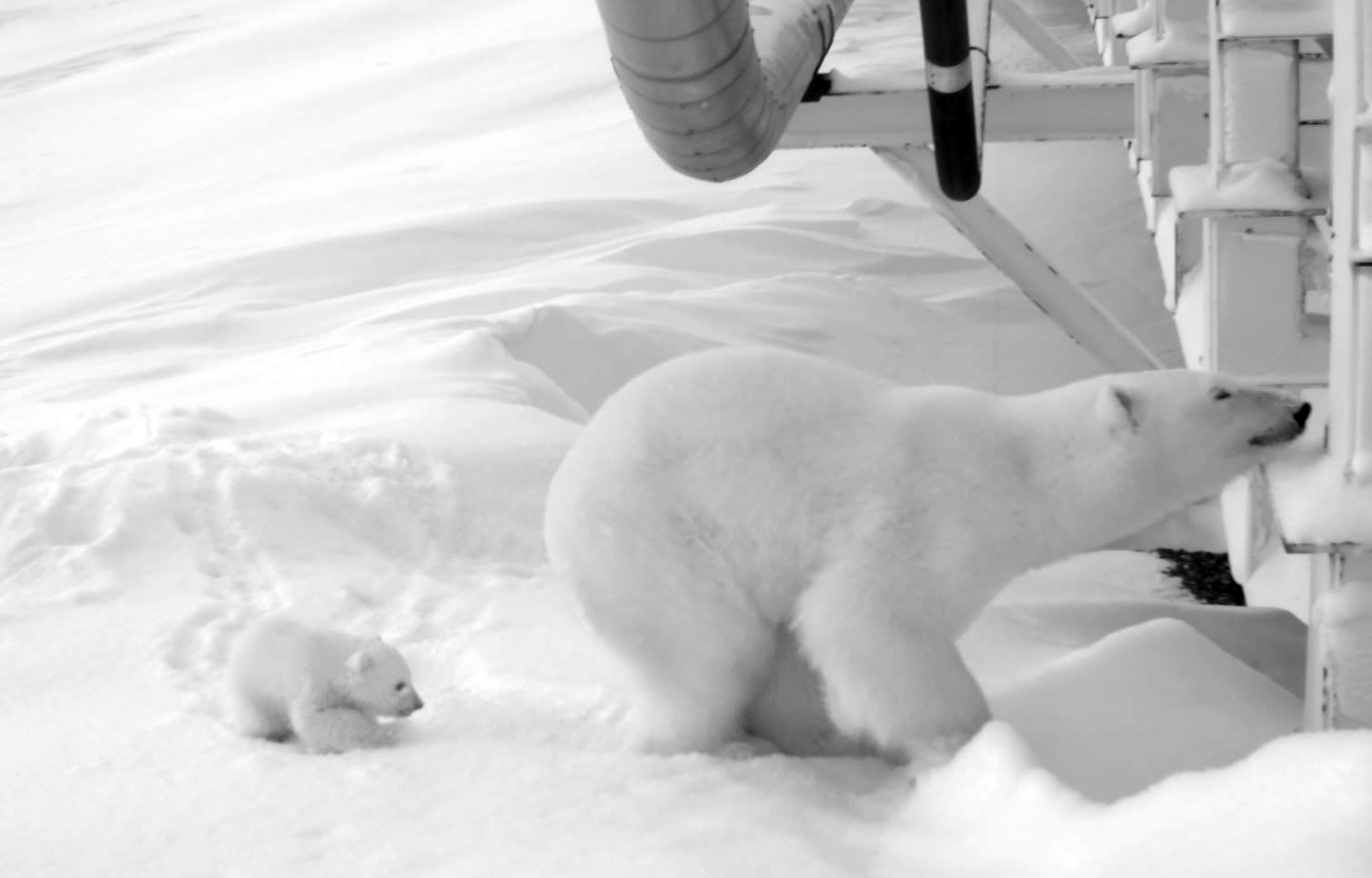 Oil company watches over pregnant polar bear under bridge