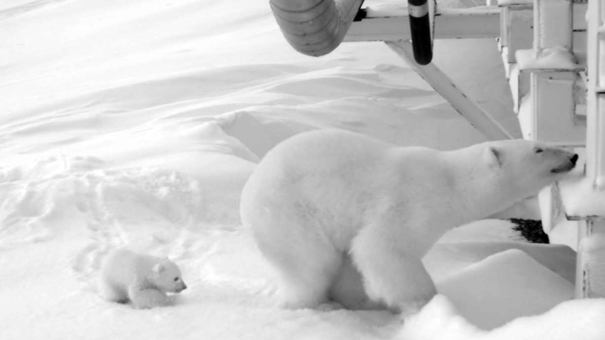 Oil company watches over pregnant polar bear under bridge