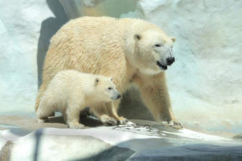 Hope with mom Crystal. (Photo: Toledo Zoo)