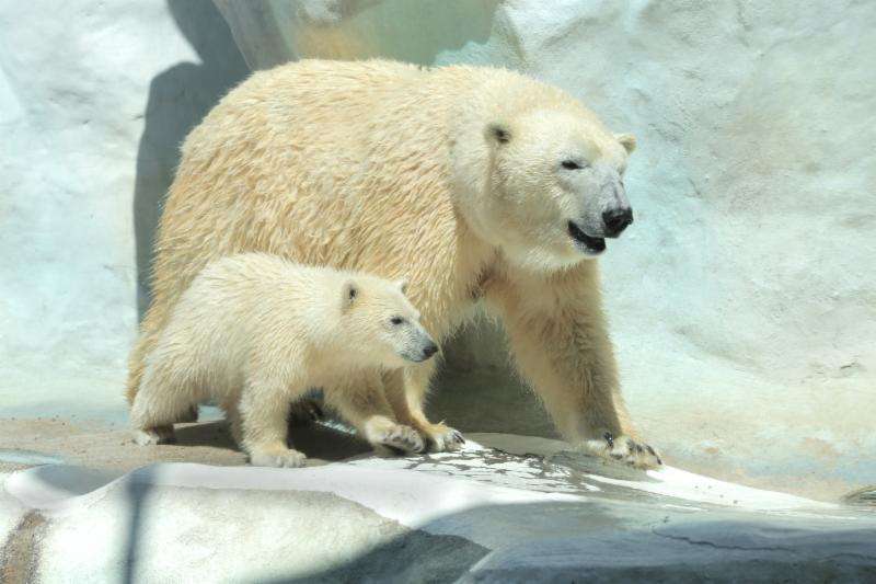 Hope with mom Crystal. (Photo: Toledo Zoo)