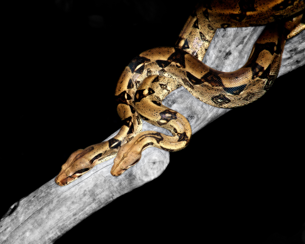 Scientist discovers snakes that hunt in packs