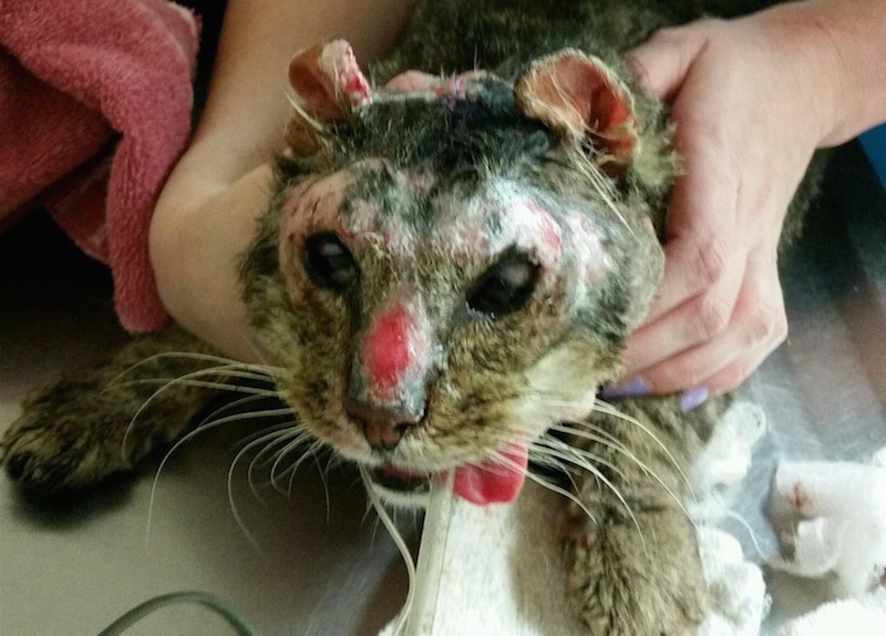 Shelter establishes fund after 3 animals are tortured, including cat whose head was lit on fire