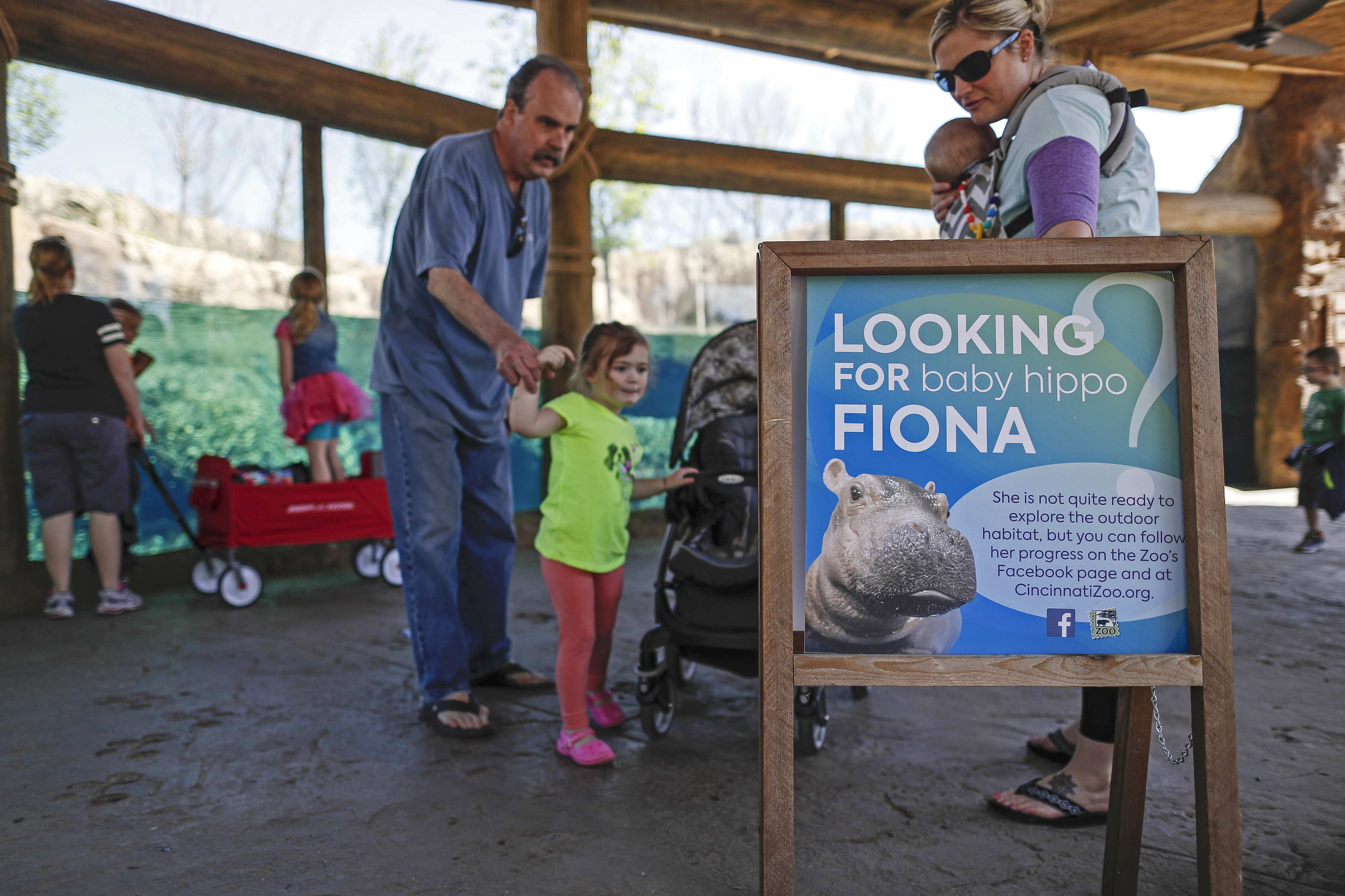 Baby hippo Fiona makes her media debut at zoo, explores pool