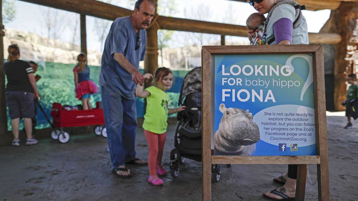 Baby hippo Fiona makes her media debut at zoo, explores pool