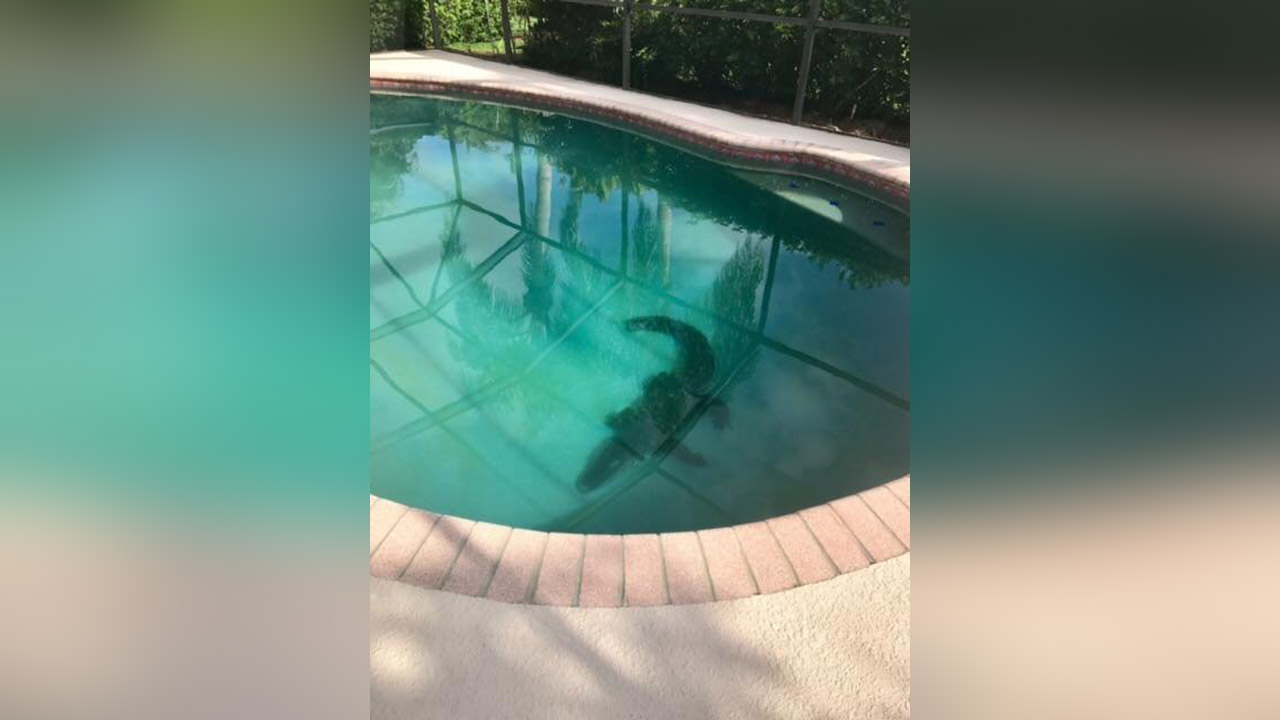 Gator flips out while being dragged from Florida swimming pool