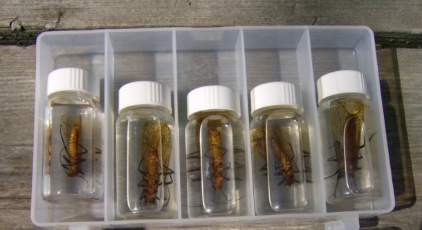 4 tips for using stonefly hatches in local fly fishing