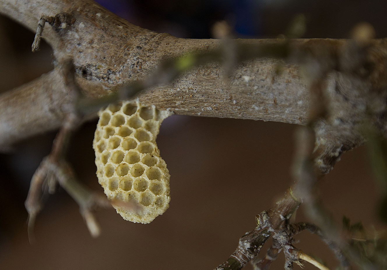 A honeycomb that was formed in one day by about 3 pounds of bees and one queen is shown at the annual Honeybee Festival at the Sorenson Unity Center in Salt Lake City on Saturday, June 3, 2017. (Photo: Laura Seitz, Deseret News)