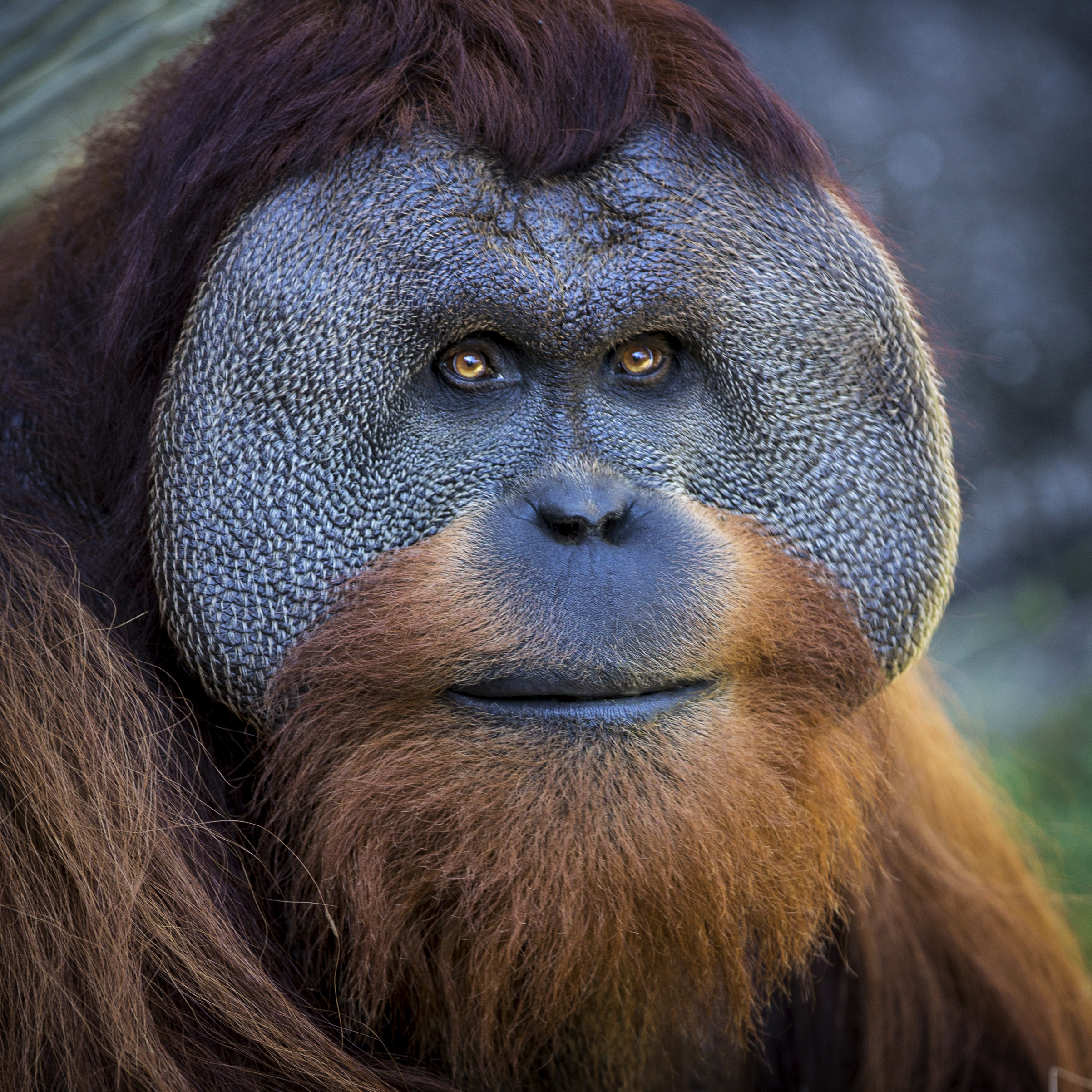 Bye-bye apes: Gorilla, orangutan may be dads elsewhere