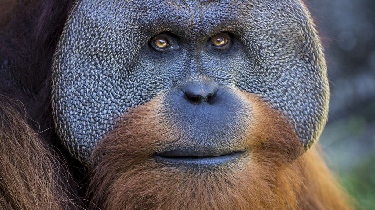 Bye-bye apes: Gorilla, orangutan may be dads elsewhere