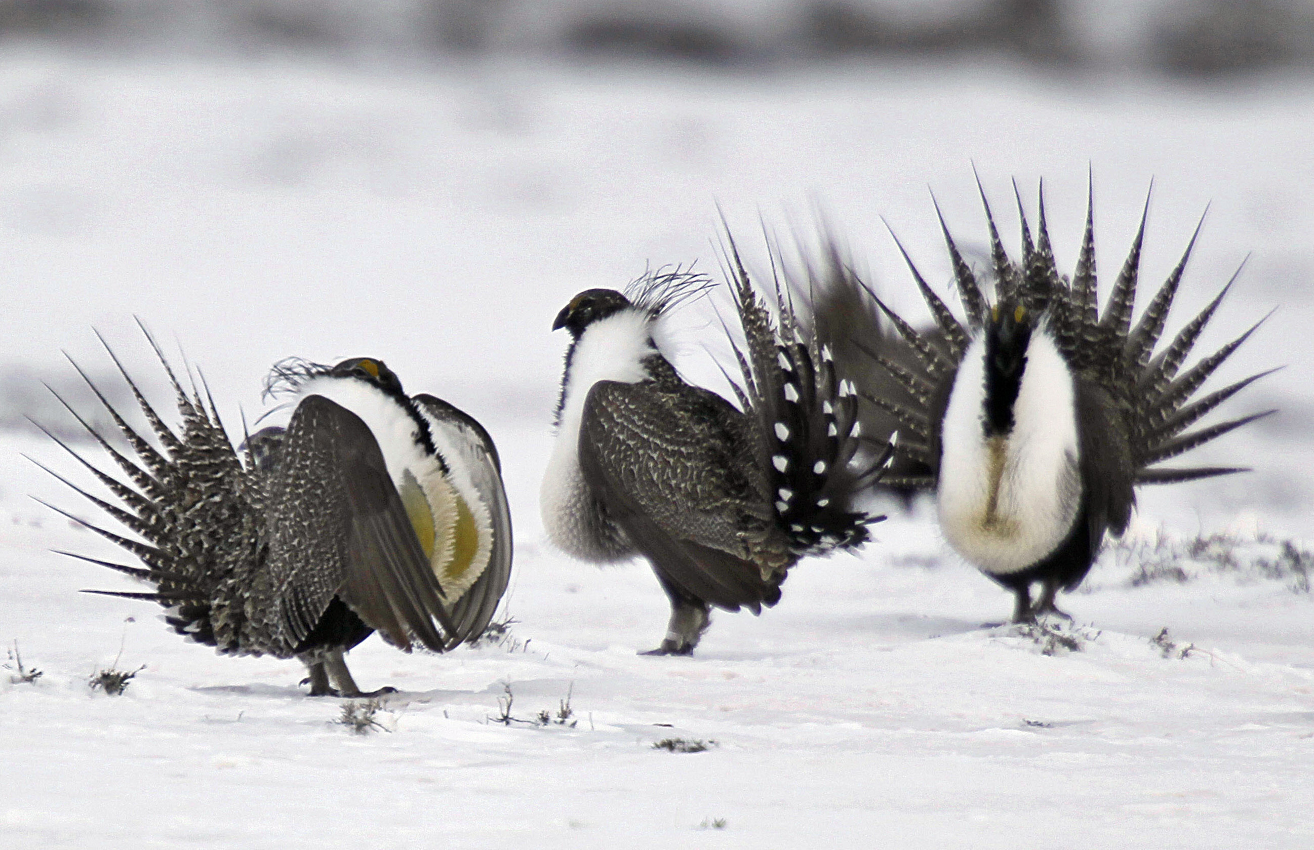 Interior chief to review sage-grouse conservation plan