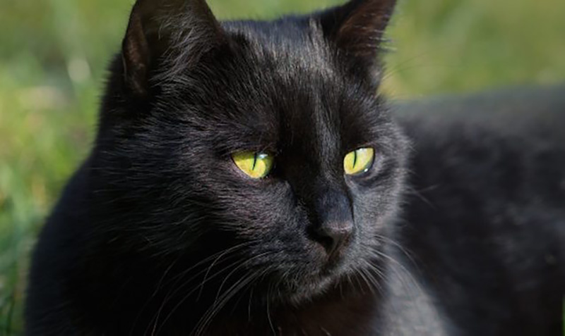 Idaho grandma issues warning after cat dies in 'horrible' washing machine accident